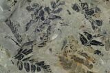 Pennsylvanian Fossil Flora (Neuropteris & Annularia) Plate - Kentucky #126251-2